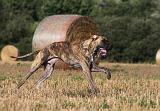 DOGUE ALLEMAND 337